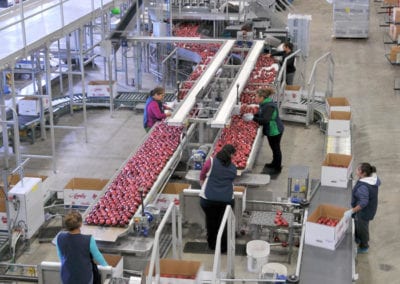 Apples being processed at Fruit crates at Gebbers Farms plant